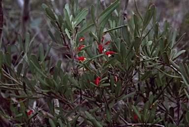 APII jpeg image of Grevillea parviflora  © contact APII