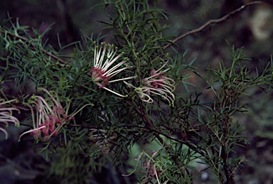 APII jpeg image of Grevillea rivularis  © contact APII