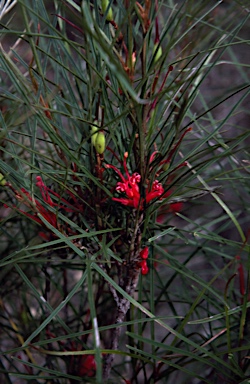 APII jpeg image of Grevillea speciosa subsp. dimorpha  © contact APII