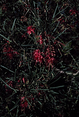 APII jpeg image of Grevillea thelemanniana subsp. pinaster  © contact APII