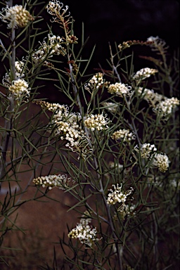 APII jpeg image of Grevillea teretifolia  © contact APII