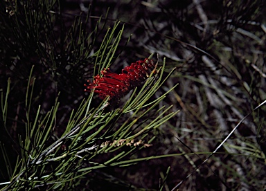 APII jpeg image of Grevillea tetragonoloba  © contact APII