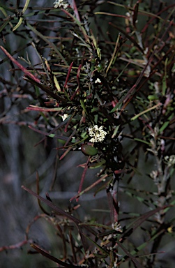 APII jpeg image of Grevillea trifida  © contact APII