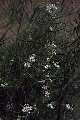 APII jpeg image of Grevillea umbellulata  © contact APII