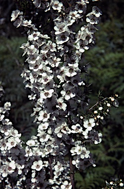 APII jpeg image of Leptospermum juniperinum  © contact APII