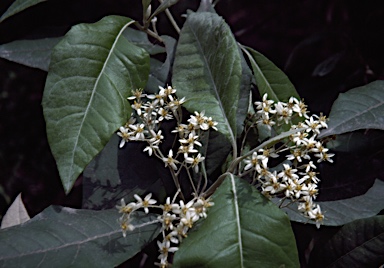 APII jpeg image of Olearia argophylla  © contact APII