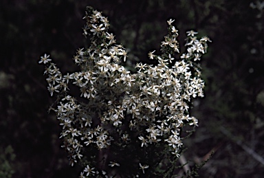 APII jpeg image of Olearia floribunda  © contact APII