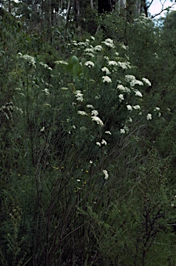 APII jpeg image of Olearia glandulosa  © contact APII