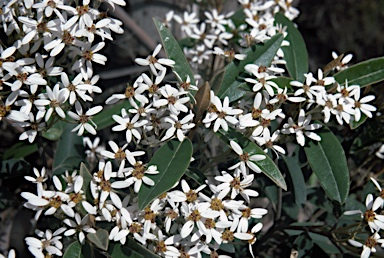 APII jpeg image of Olearia megalophylla  © contact APII