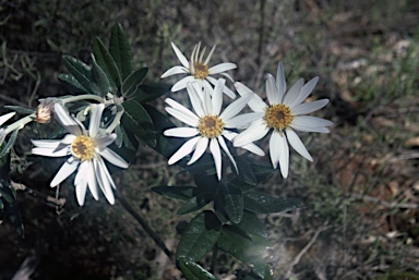 APII jpeg image of Olearia pannosa  © contact APII