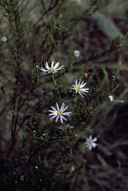 APII jpeg image of Olearia teretifolia  © contact APII