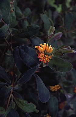 APII jpeg image of Grevillea drummondii subsp. pimeleoides  © contact APII
