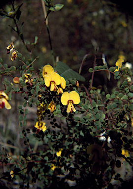 APII jpeg image of Bossiaea lenticularis  © contact APII