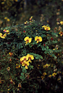 APII jpeg image of Bossiaea lenticularis  © contact APII