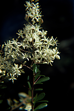 APII jpeg image of Bursaria spinosa  © contact APII