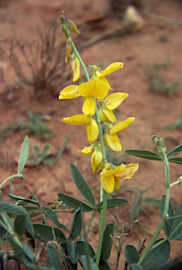 APII jpeg image of Crotalaria medicaginea  © contact APII