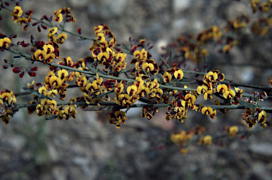 APII jpeg image of Daviesia leptophylla  © contact APII