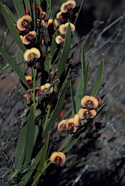 APII jpeg image of Daviesia megacalyx  © contact APII