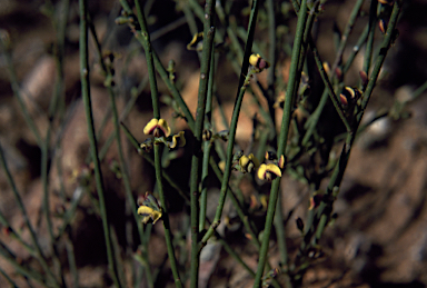 APII jpeg image of Daviesia scoparia  © contact APII