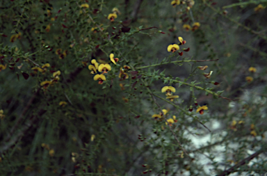 APII jpeg image of Daviesia umbellulata  © contact APII