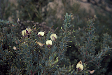 APII jpeg image of Daviesia uniflora  © contact APII