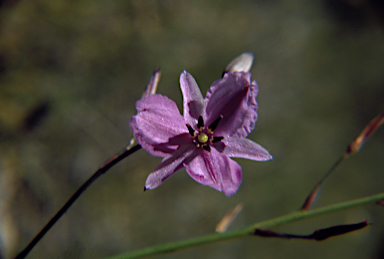 APII jpeg image of Arthropodium strictum  © contact APII