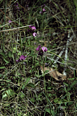 APII jpeg image of Glycine latrobeana  © contact APII