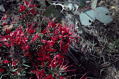 APII jpeg image of Grevillea lavandulacea  © contact APII