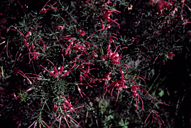 APII jpeg image of Grevillea lavandulacea  © contact APII