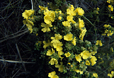 APII jpeg image of Hibbertia sericea  © contact APII