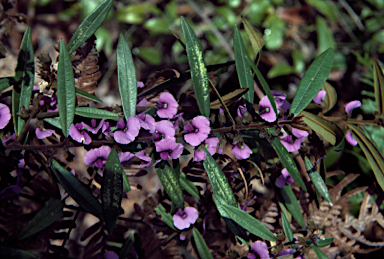 APII jpeg image of Hovea acutifolia  © contact APII