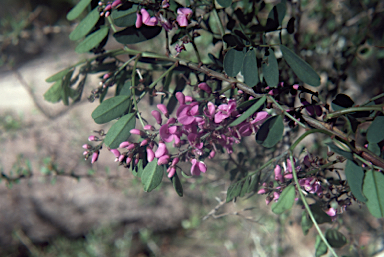 APII jpeg image of Indigofera australis  © contact APII