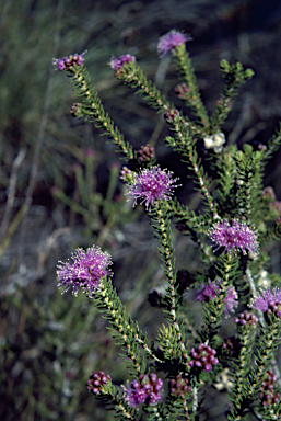 APII jpeg image of Melaleuca squamea  © contact APII