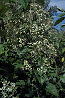 APII jpeg image of Olearia argophylla  © contact APII