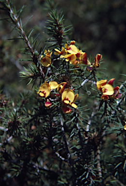 APII jpeg image of Pultenaea acerosa  © contact APII