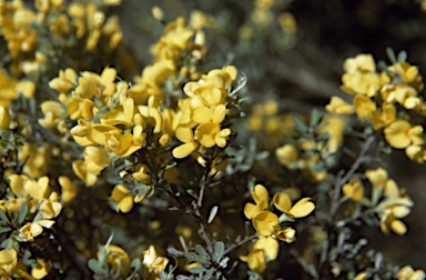 APII jpeg image of Pultenaea altissima  © contact APII