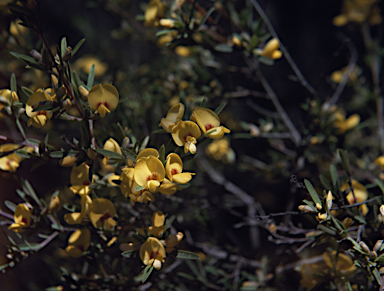 APII jpeg image of Pultenaea blakelyi  © contact APII