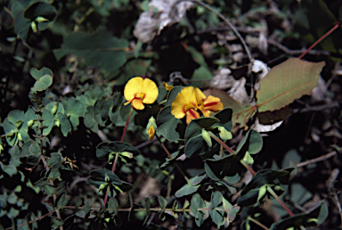 APII jpeg image of Pultenaea spinosa  © contact APII