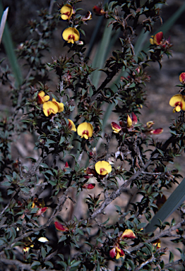 APII jpeg image of Pultenaea costata  © contact APII