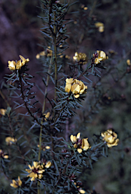 APII jpeg image of Pultenaea glabra  © contact APII