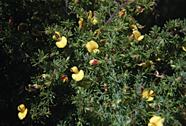 APII jpeg image of Pultenaea hispidula  © contact APII