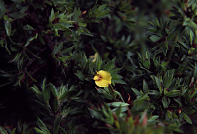 APII jpeg image of Pultenaea involucrata  © contact APII