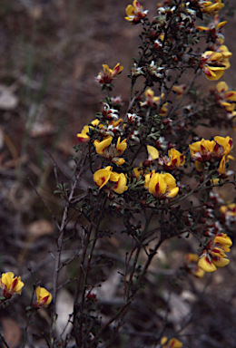 APII jpeg image of Pultenaea largiflorens  © contact APII