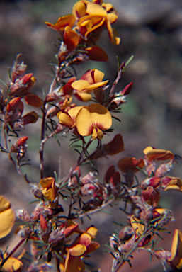 APII jpeg image of Pultenaea prostrata  © contact APII