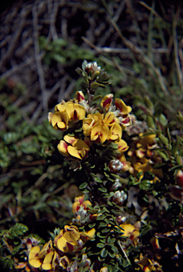 APII jpeg image of Pultenaea stricta  © contact APII