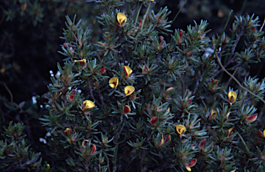 APII jpeg image of Pultenaea tenuifolia  © contact APII