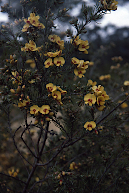 APII jpeg image of Pultenaea williamsoniana  © contact APII