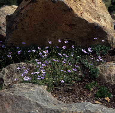 APII jpeg image of Wahlenbergia gloriosa  © contact APII