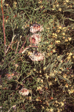 APII jpeg image of Isopogon teretifolius subsp. teretifolius  © contact APII