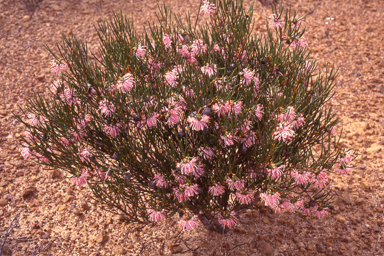 APII jpeg image of Isopogon teretifolius subsp. petrophiloides  © contact APII